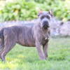 Akc show quality Cane Corso female European lines