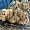 Full bred golden retriever puppies