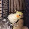 Cockatiels 