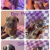 Adorable American Bully Puppies for Sale!