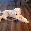 Goldendoodle
