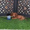 Magnum Adorable LH ACA Mini Dachshund