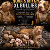 American Bully XL Puppies Ready for their Forever Homes