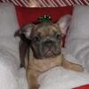 8 AKC FRENCH BULLDOGS 