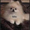 3 lb Pomeranian