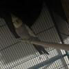 Proven pair of cockatiels
