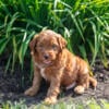 Gorgeous Mini Goldendoodle Puppies