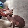 Sphynx Male for Stud ONLY