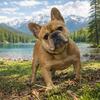 FRENCH BULLDOG STUD SERVICE