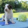 F1b Bernedoodle Dusky Male