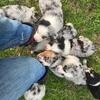 Australian Shepherd Puppies
