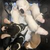BULL TERRIER PUPS (WORKING/SPORTING) CHICAGO, IL