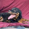PUREBRED FULL GERMAN ROTT PUPPIES