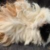 Rare Lunkayra Guinea PIgs