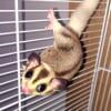 for sale sugar glider