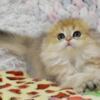 NEW Elite Scottish fold kitten from Europe with excellent pedigree, male. Nissan