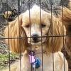 Toy Poodle