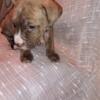 APBT Puppies For sale Need homes ASAP