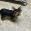 Toy Yorkie female left