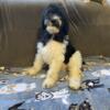 AKC Standard Poodle Puppies