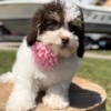 Toy poodle female for sale