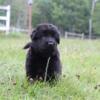 AKC German Shepherd Puppies