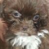 Shih-poo puppies small under 8lbs