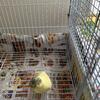 Canary 