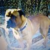 Mastiff-Boxer wanted for Rehome