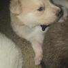 Malmute x pyrenees puppies