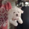 Male Maltese puppies CKC registered