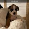 Boxer puppies available AKC 75% European bloodline