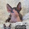 Sphynx DBE Kittens TICA Breeding Rights Chicago IL