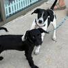 Male and female pups