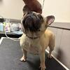 Frenchie