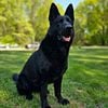 AKC/UKC REGISTERED BLACK GERMAN SHEPHERD STUD