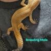 Leopard Geckos Breeding Pair