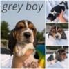 AKC basset hound tri color ready 