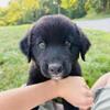 Aussie/Retriever mix puppy