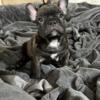 Family Raised Frenchie Male For Sale