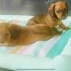 Miniature Dachshund Puppies