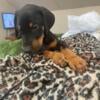 Ready Now Doberman puppies 