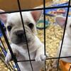 French Bulldog AKC 