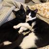 Male and Female Cat 6 mo old