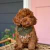 Gorgeous F1b Cavapoo with cute chocolate nose