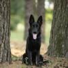 DM N/N! Dark bi-color German Shepherd girl With all papers and genetic test!