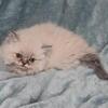 Blue Point Persian Kitten