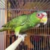 For sale -White Fronted Amazon Parrot 1,700 White dove pair( $120 Tangerine dove pair 120)