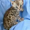 Veterinarian Bred, Health Tested Purebred TICA Bengal Kittens