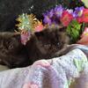 Exotic long hair and shorthair kittens (Sheboygan Wisconsin)